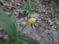 Cephalanthera falcata