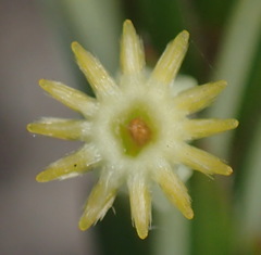 Struthiola rigida