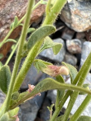 Sairocarpus vexillocalyculatus intermedius