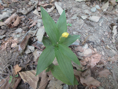 Cephalanthera falcata