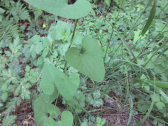 Aristolochia contorta