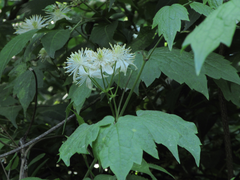 Clematis trichotoma