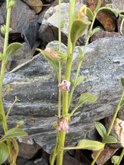 Sairocarpus vexillocalyculatus intermedius