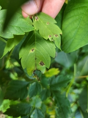 Puccinia arechavaletae