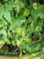 Puccinia arechavaletae