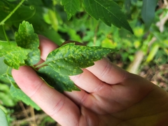 Puccinia arechavaletae