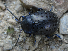 Chrysolina exanthematica