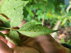 Puccinia arechavaletae
