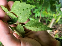 Puccinia arechavaletae