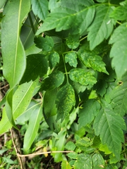 Puccinia arechavaletae