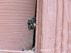 Orancistrocerus drewseni