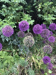 Allium giganteum