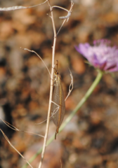 Macronemurus appendiculatus