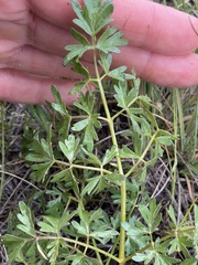 Peucedanum alsaticum