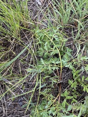Peucedanum alsaticum