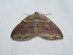 Anticlea multiferata