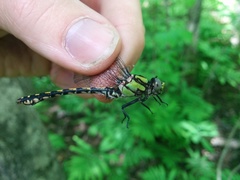 Ophiogomphus carolus