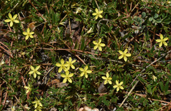 Tribulopis pentandra