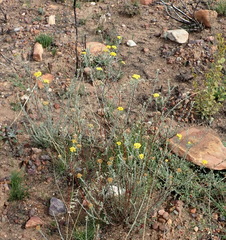 Pentzia dentata