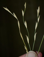 Xerochloa imberbis