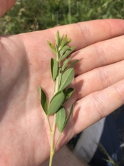 Chamaecytisus ratisbonensis
