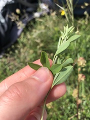 Chamaecytisus ratisbonensis