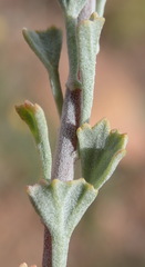 Pentzia dentata