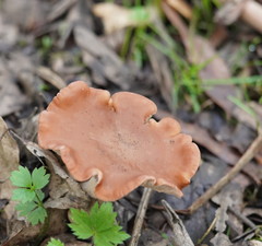 Leucopaxillus eucalyptorum