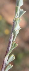 Pentzia dentata