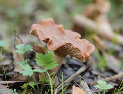 Leucopaxillus eucalyptorum