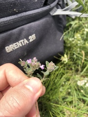 Thymus odoratissimus