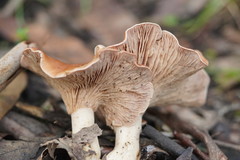 Leucopaxillus eucalyptorum