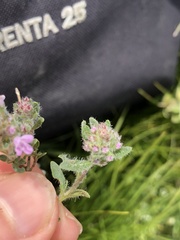 Thymus odoratissimus