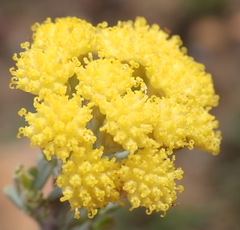 Pentzia dentata
