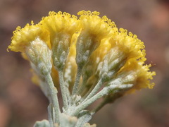 Pentzia dentata