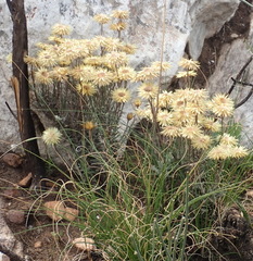 Syncarpha ferruginea