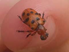 Crioceris duodecimpunctata