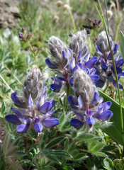 Lupinus breweri