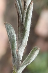 Syncarpha ferruginea