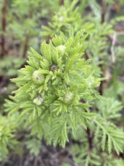 Cota tinctoria