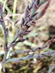 Limoniastrum monopetalum