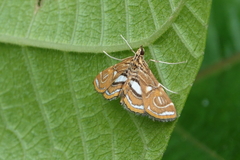 Paracymoriza cataclystalis