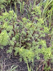 Cota tinctoria
