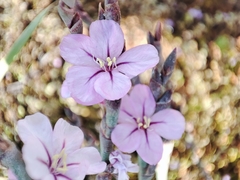 Limoniastrum monopetalum