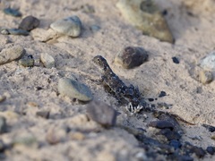 Phrynocephalus helioscopus