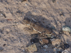 Phrynocephalus helioscopus