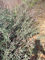 Limoniastrum monopetalum