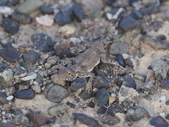 Phrynocephalus helioscopus