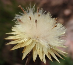 Syncarpha ferruginea