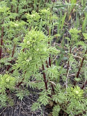Cota tinctoria